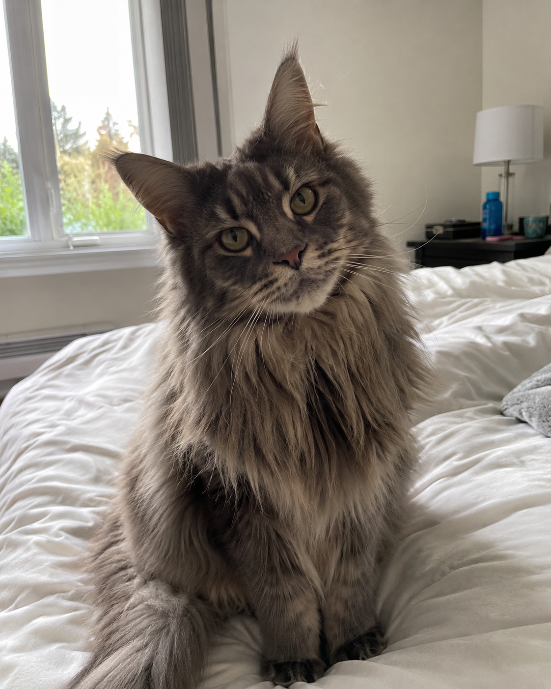 Original pet photo